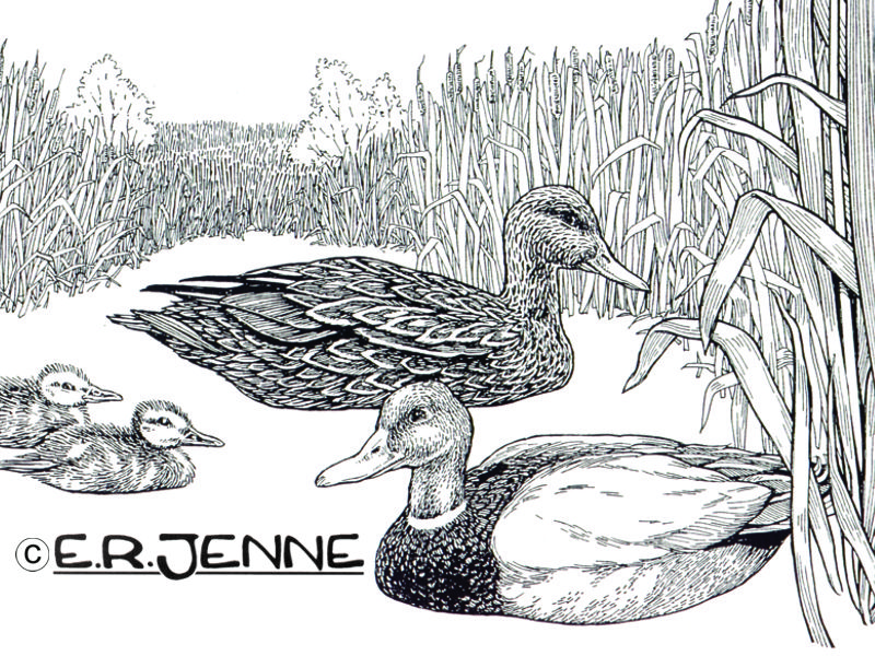 This illustration of a family of mallards was used on 'Save Open Space' signage at a conservation easement protected wetland.