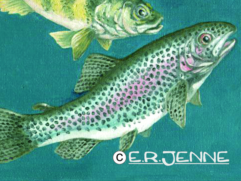 An illustration in water soluble oil paints depicts some invasive fish species for an article in 'Montana Outdoors' magazine. 