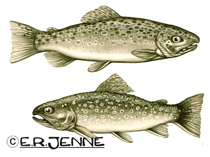 Illustrations of brown and brook trout rendered with an inkwash technique.  These drawings were used in the book "Spincasting Brilliantly" by Michael Rutter.