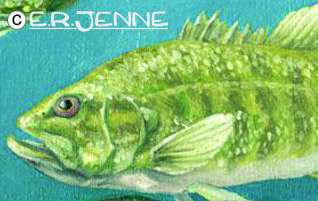 ERJ-wh-'smallmouth'