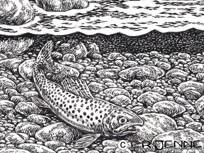 Scratchboard illustration of a cutthroat trout.
